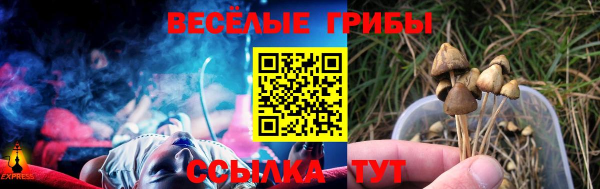 Галлюциногенные грибы Psilocybine cubensis Шебекино